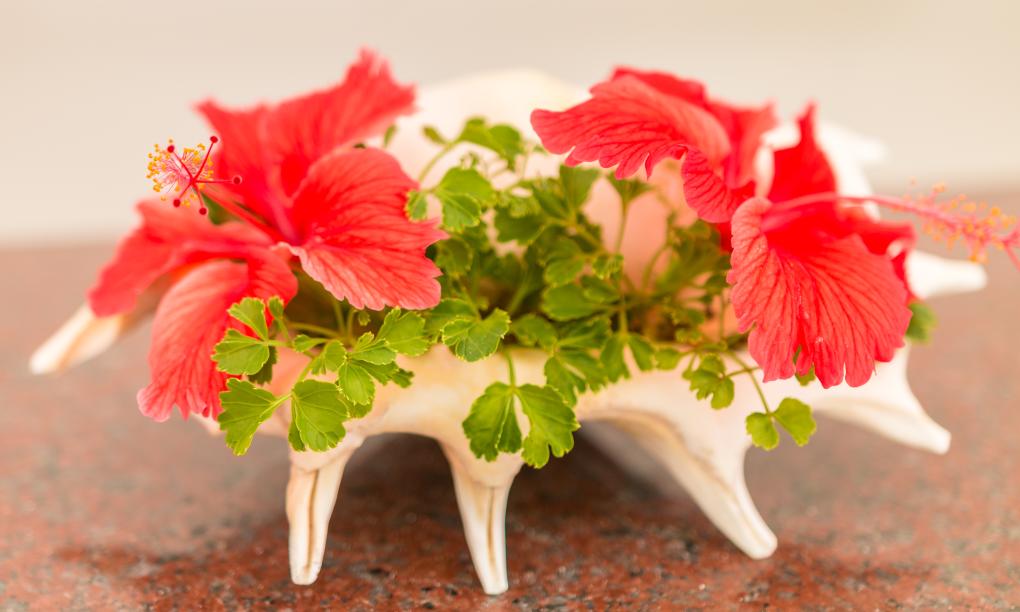 The Beach House - Camera Low Cost