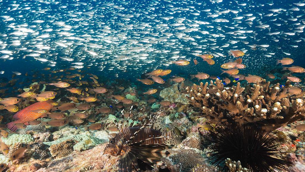 Foto 65: North Island Seychelles - North Island (Seychellen)