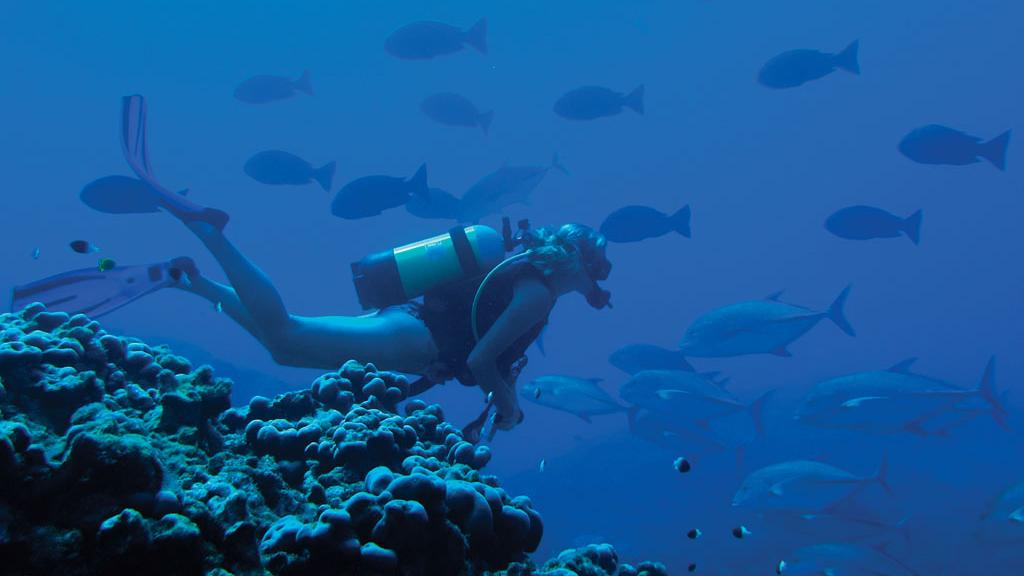 Foto 63: North Island Seychelles - North Island (Seychellen)