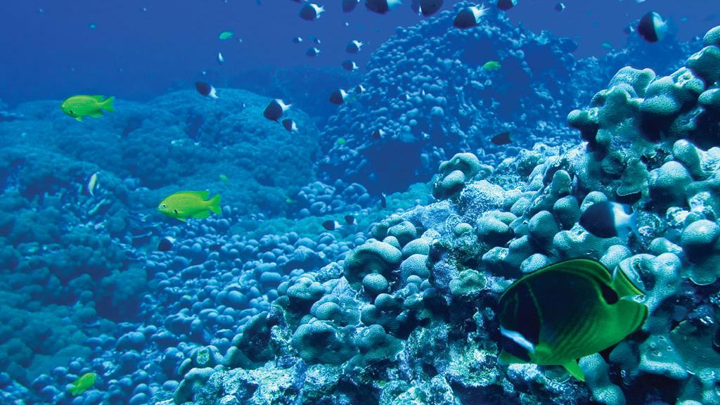 Foto 64: North Island Seychelles - North Island (Seychelles)