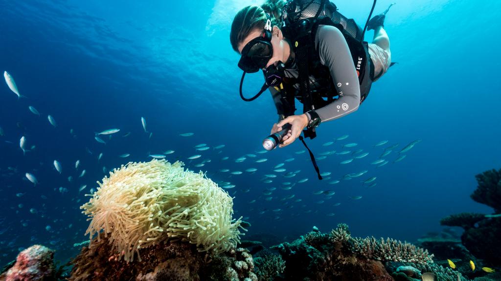 Photo 74: North Island Seychelles - North Island (Seychelles)