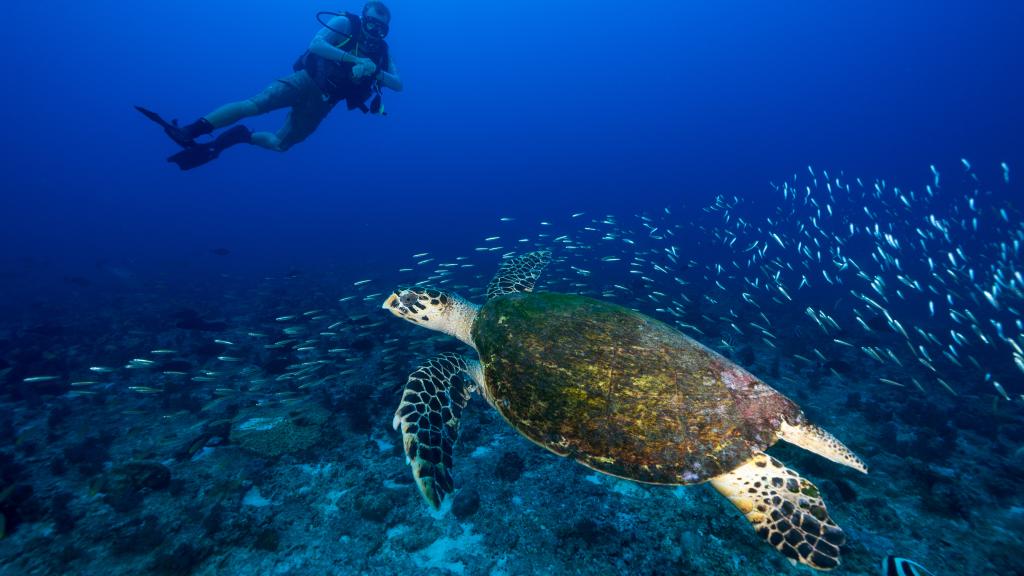 Photo 39: North Island Seychelles - North Island (Seychelles)