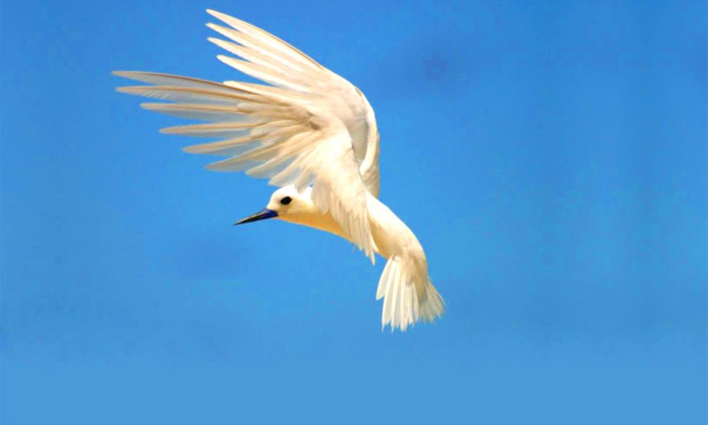 Bird Island Seychelles