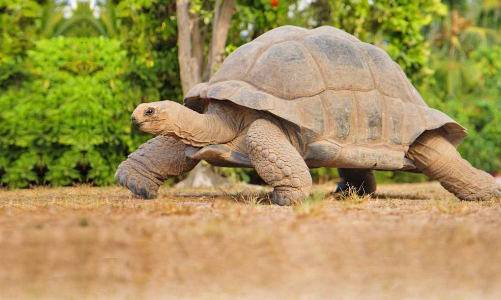Bird Island Seychelles