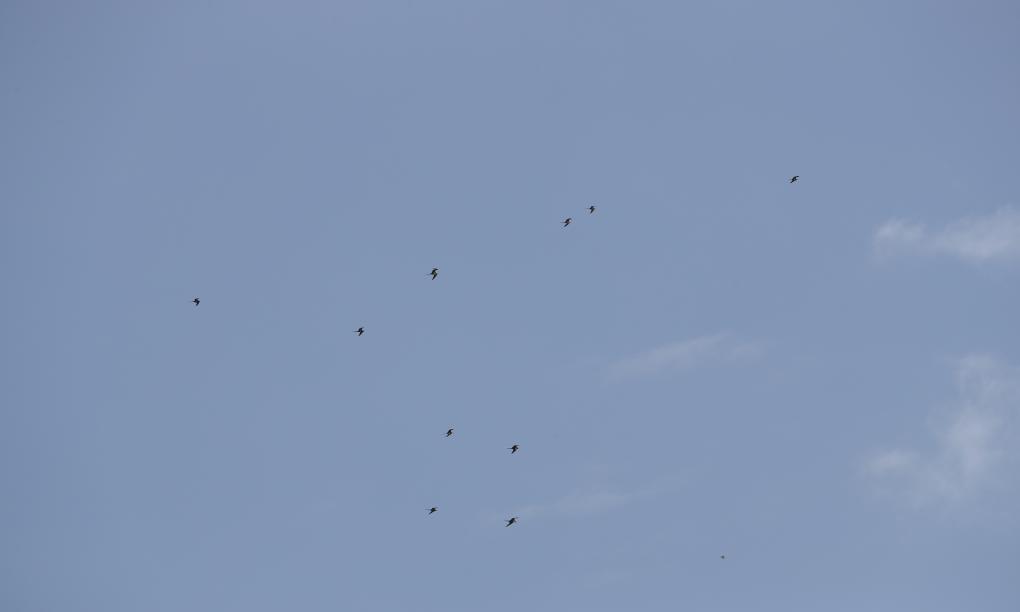 Bird Island Seychelles