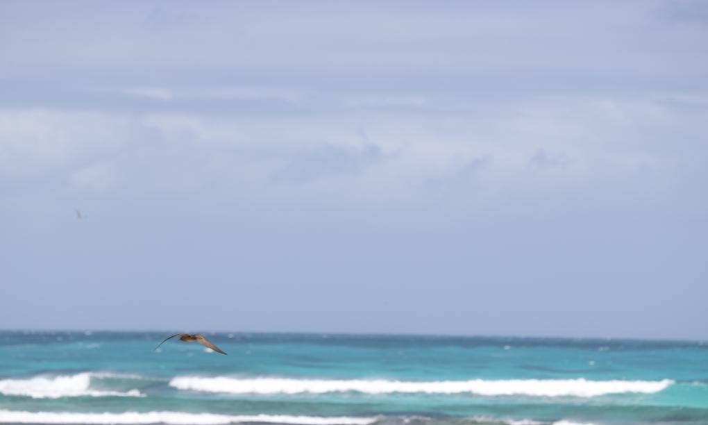 Bird Island Seychelles