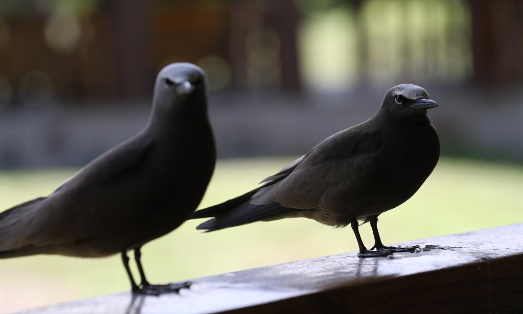 Bird Island Seychelles