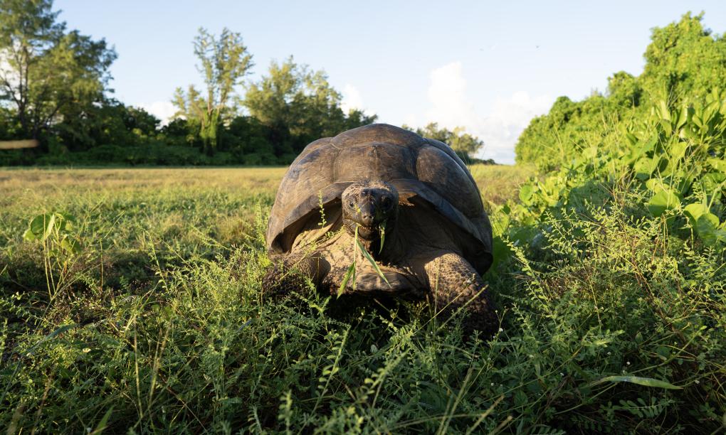 Bird Island Seychelles
