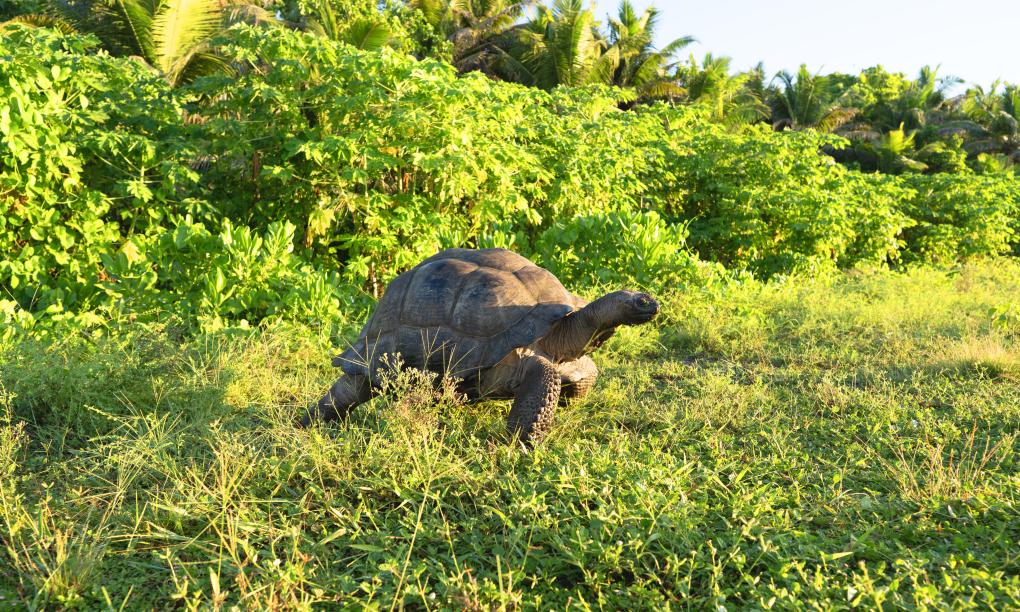 Bird Island Seychelles