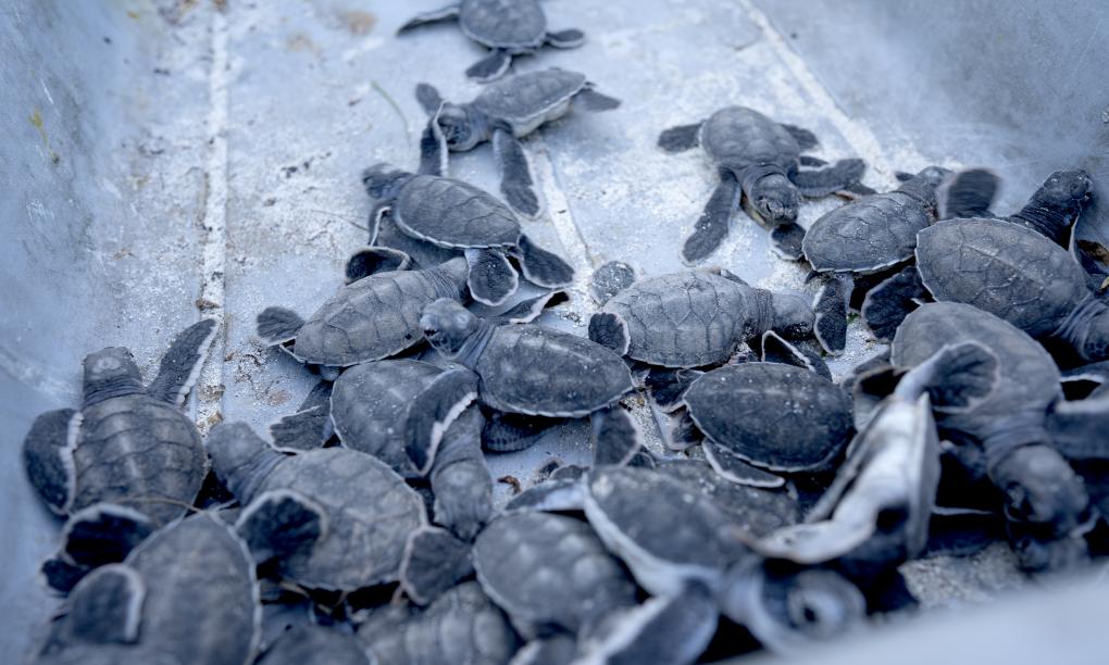 Bird Island Seychelles