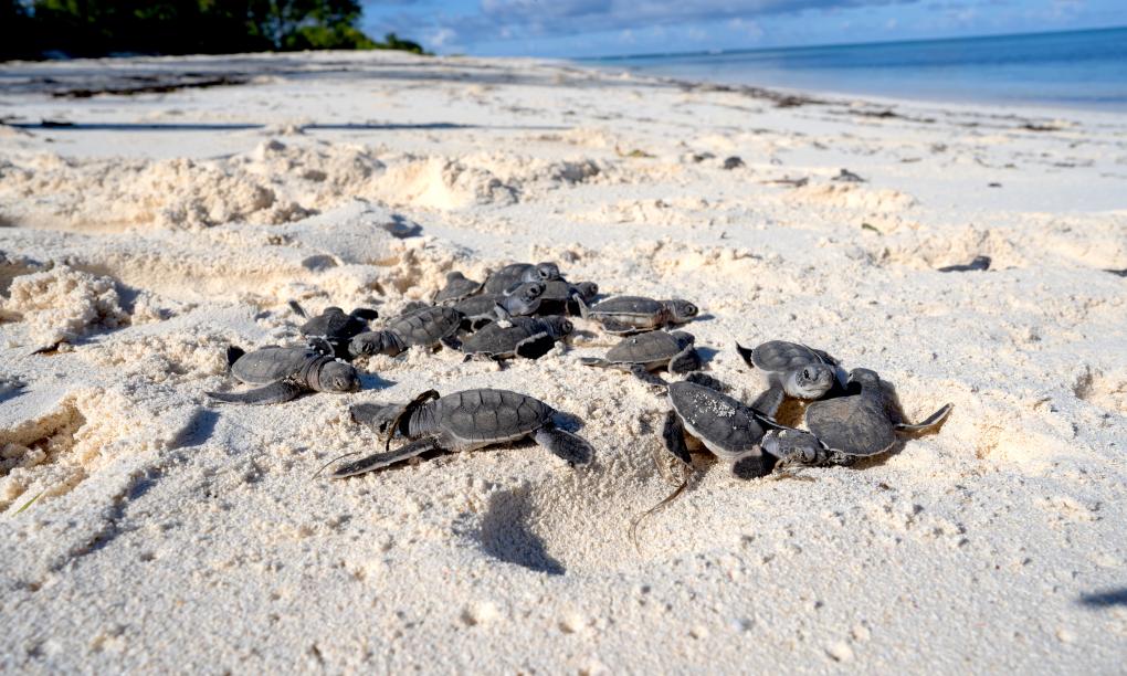 Bird Island Seychelles