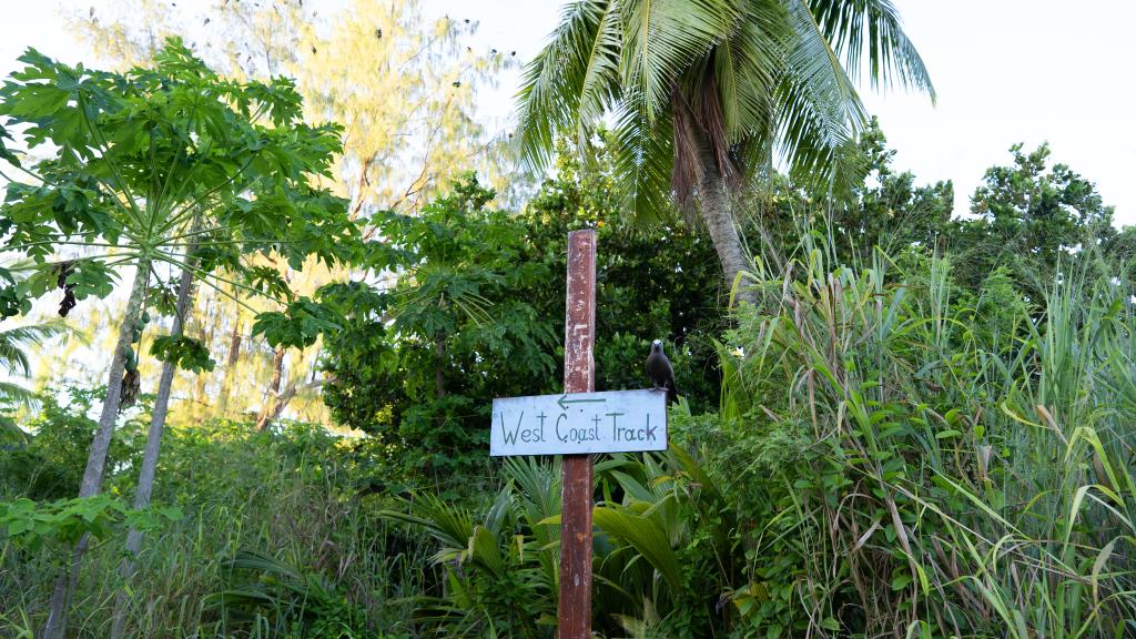 Foto 86: Bird Island Seychelles - Bird Island (Seychelles)