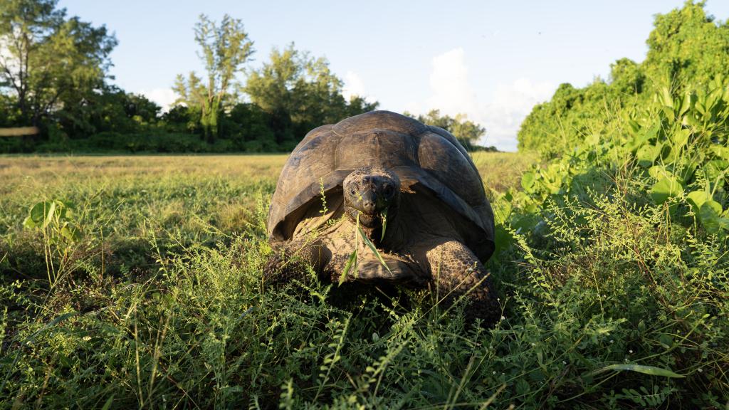 Foto 4: Bird Island Seychelles - Bird Island (Seychelles)