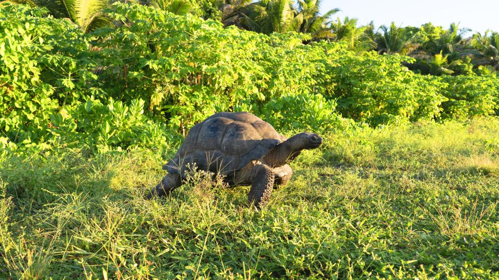 Foto 91: Bird Island Seychelles - Bird Island (Seychelles)