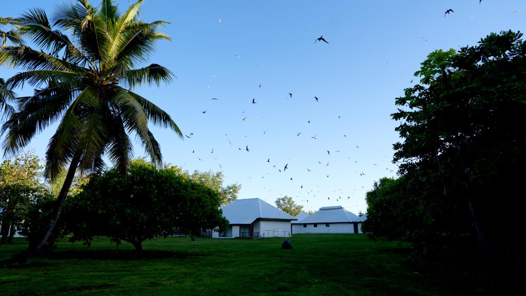 Foto 12: Bird Island Seychelles - Bird Island (Seychelles)