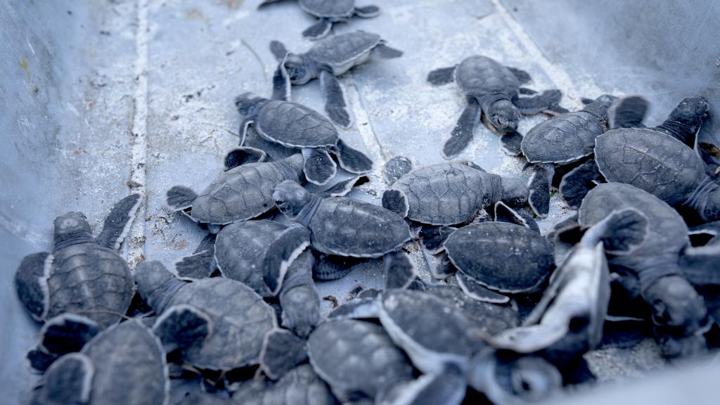 Foto 94: Bird Island Seychelles - Bird Island (Seychelles)