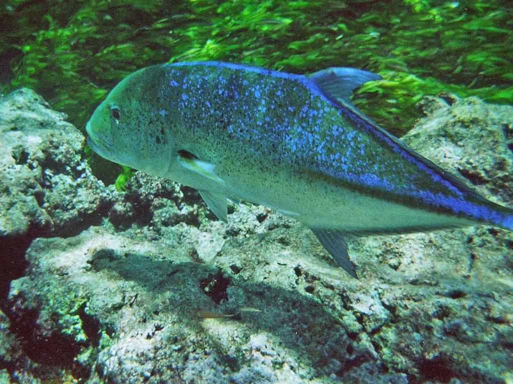 Bird Island Seychelles - Photo 9