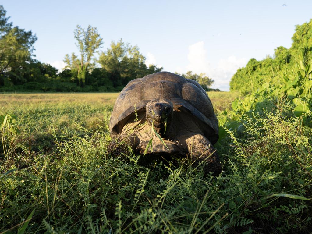 Bird Island Seychelles - Foto 4
