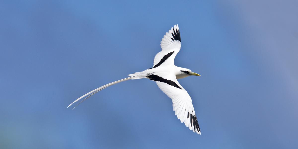 Bird Island Seychelles