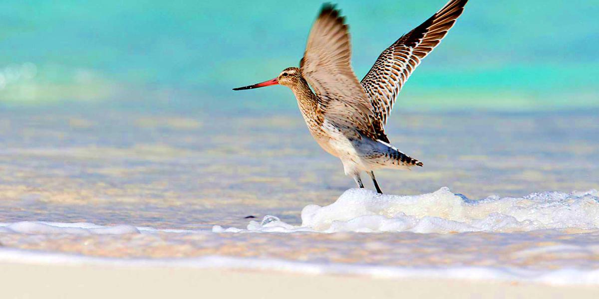 Bird Island Seychelles