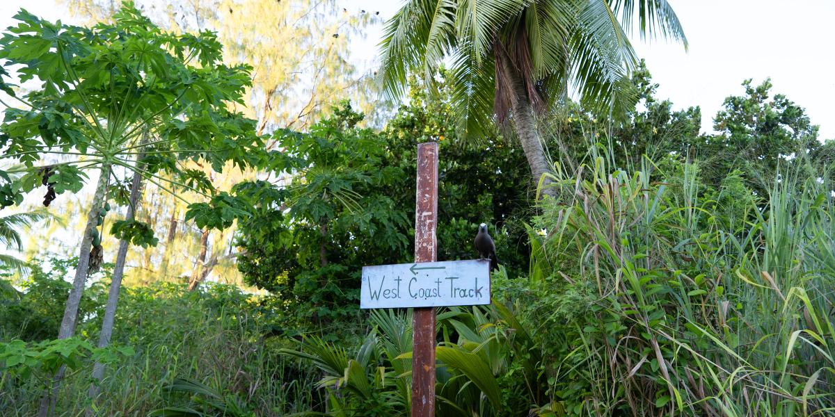 Bird Island Seychelles