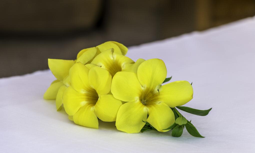Felicie Cottage & Residence (Seychelles) - Cottage Hibiscus