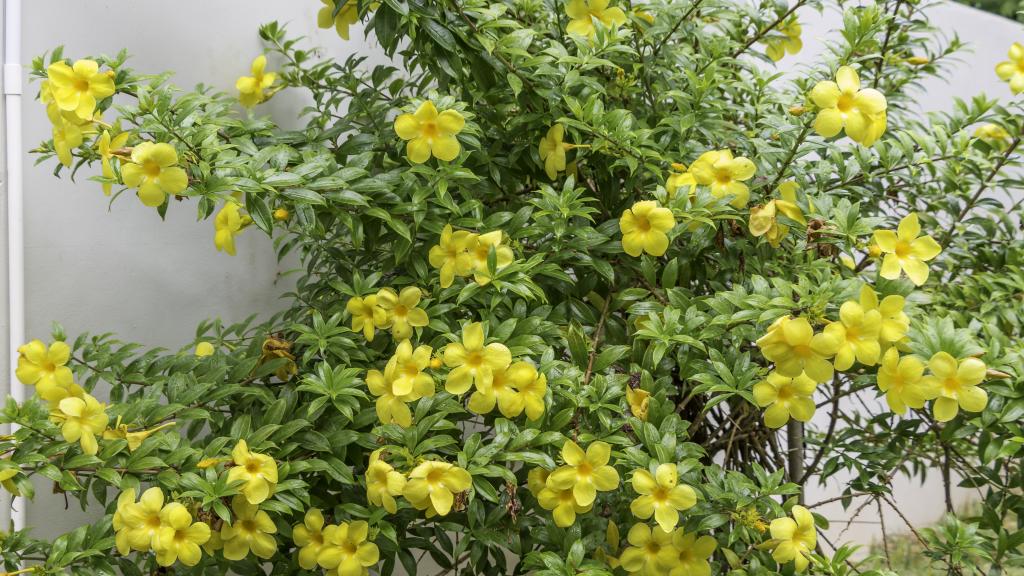 Foto 6: Felicie Cottage & Residence (Seychelles) - Mahé (Seychellen)