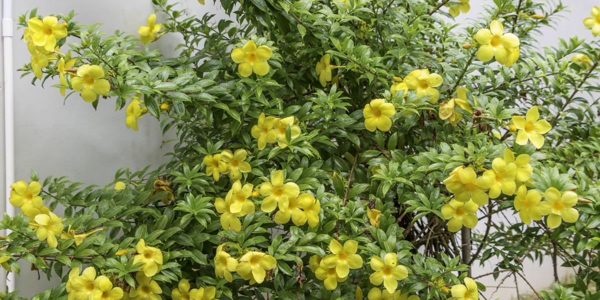 Felicie Cottage & Residence (Seychelles)