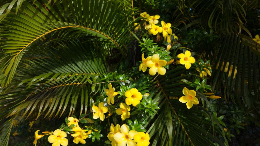 Foto 11: Linsen Self Catering Apartments - La Digue (Seychellen)