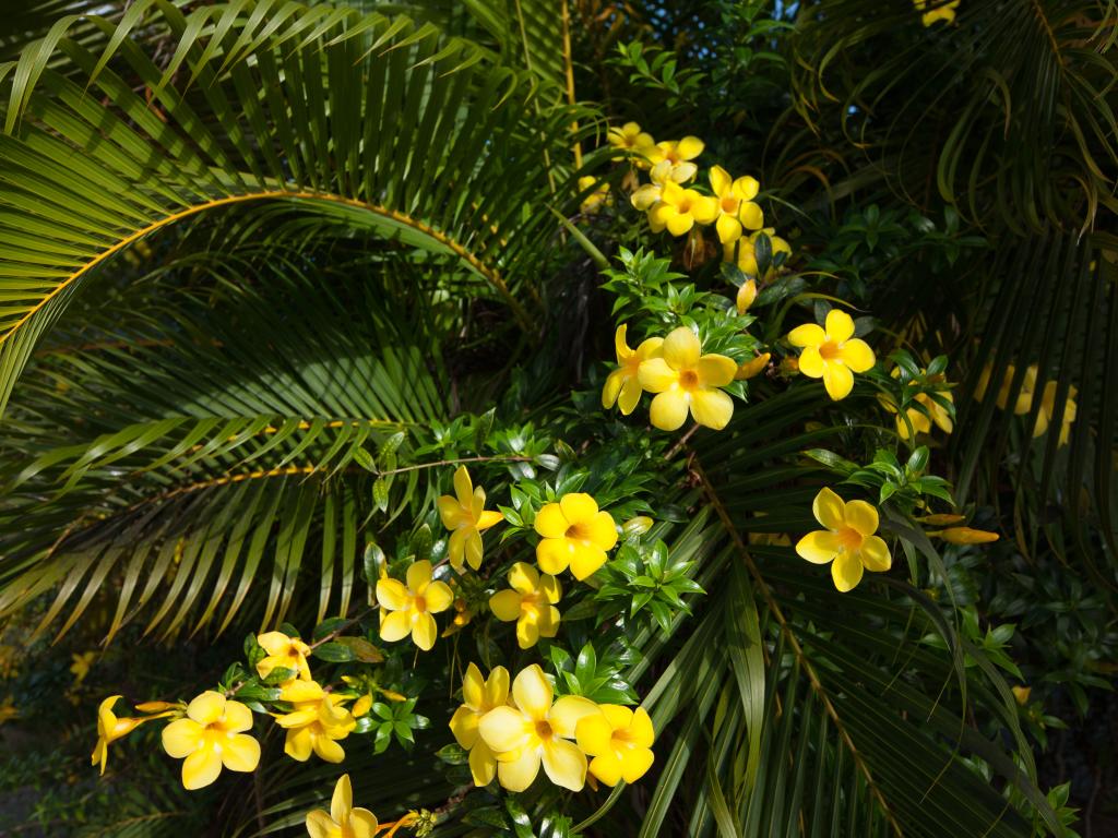 Linsen Self Catering Apartments - Photo 6