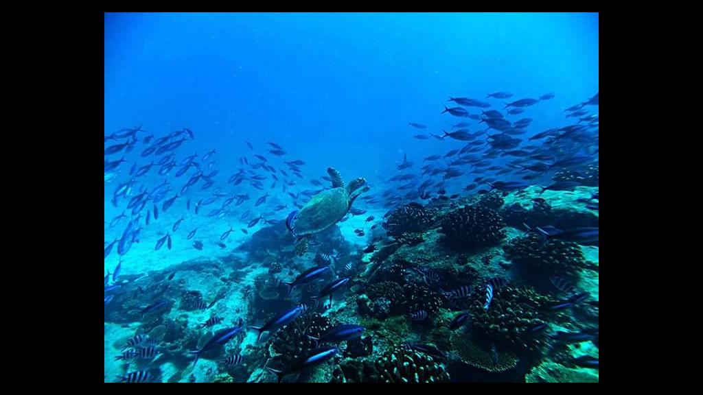 Foto 37: Cousine Island Seychelles - Cousine (Seychellen)