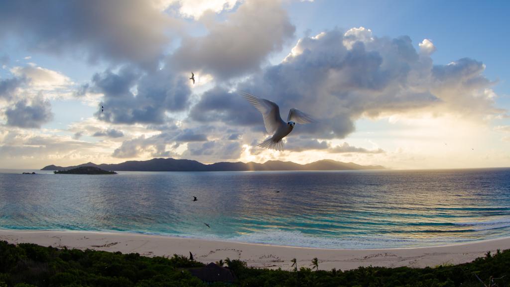 Foto 39: Cousine Island Seychelles - Cousine (Seychellen)