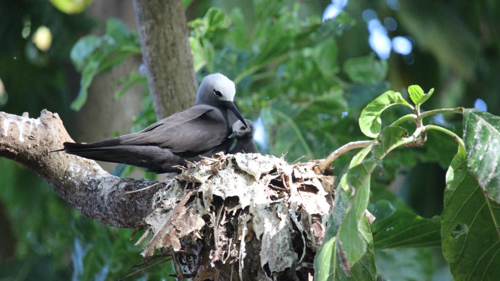 Foto 32: Cousine Island Seychelles - Cousine (Seychelles)