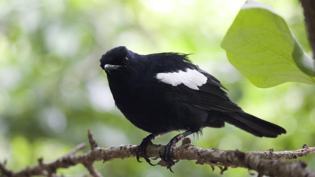 Foto 35: Cousine Island Seychelles - Cousine (Seychellen)