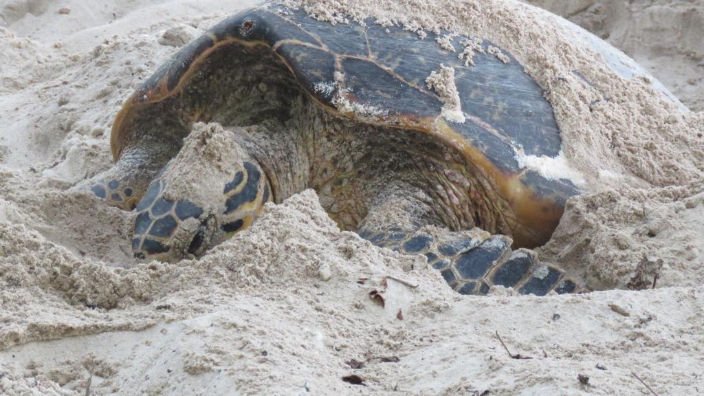 Foto 34: Cousine Island Seychelles - Cousine (Seychelles)