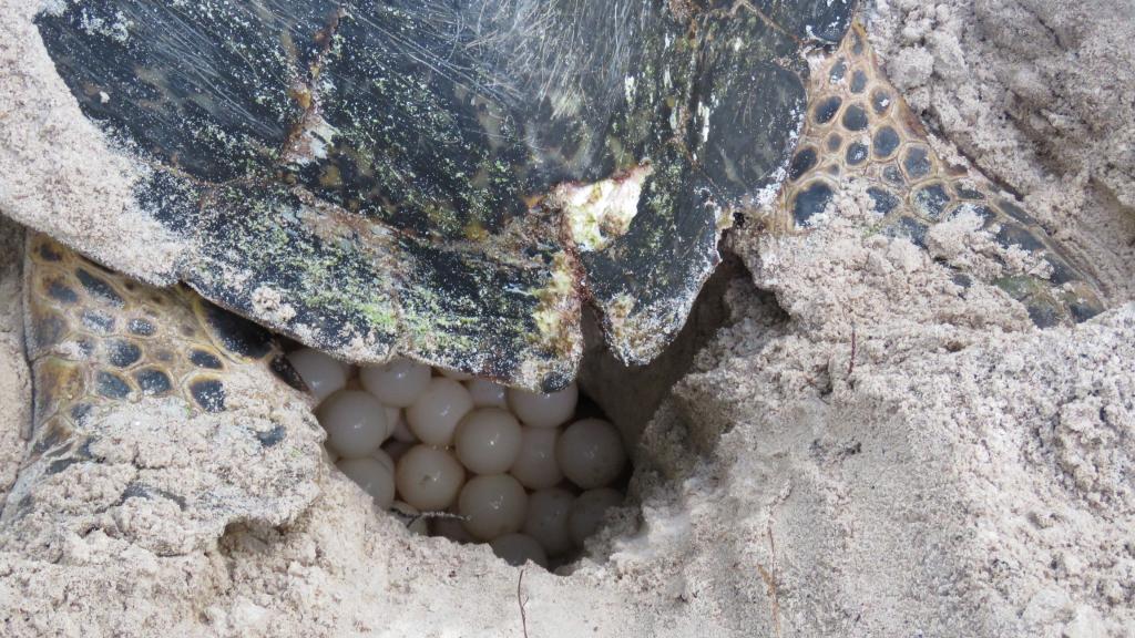 Foto 33: Cousine Island Seychelles - Cousine (Seychellen)