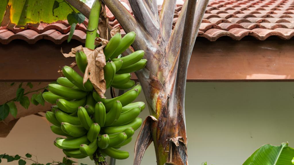 Foto 9: Rising Sun Guesthouse - La Digue (Seychelles)