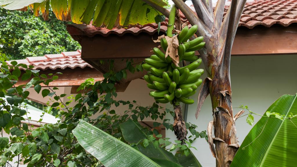 Foto 80: Rising Sun Guesthouse - La Digue (Seychellen)