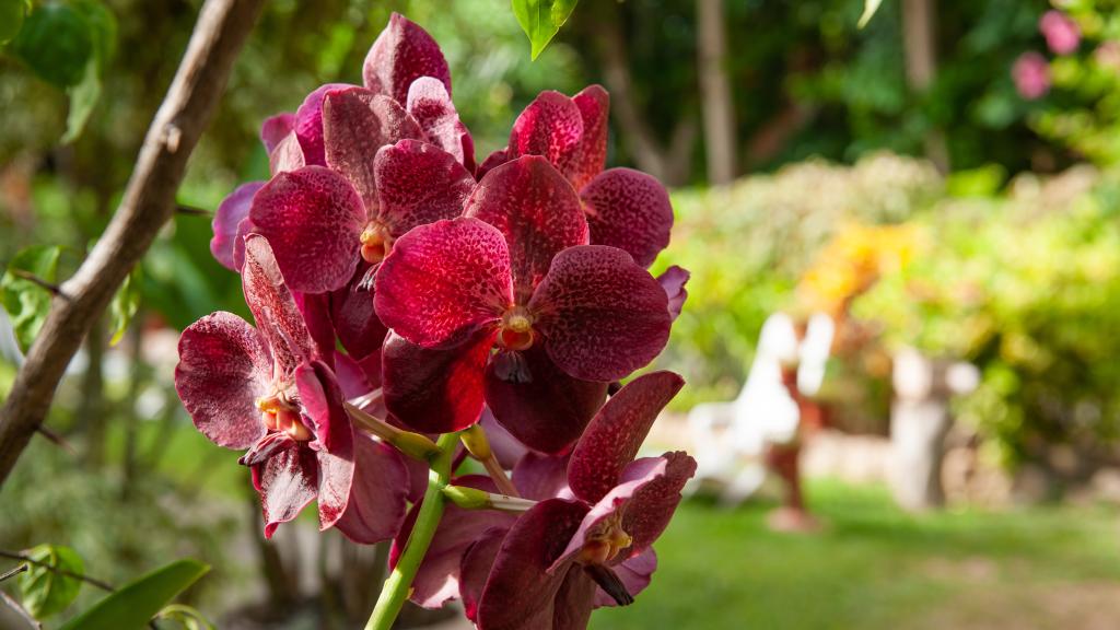 Photo 87: Rising Sun Guesthouse - La Digue (Seychelles)