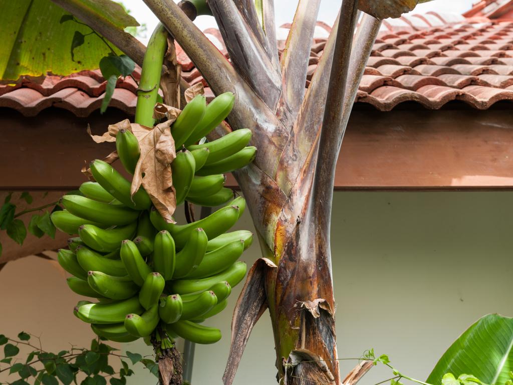 Rising Sun Guesthouse - Photo 9