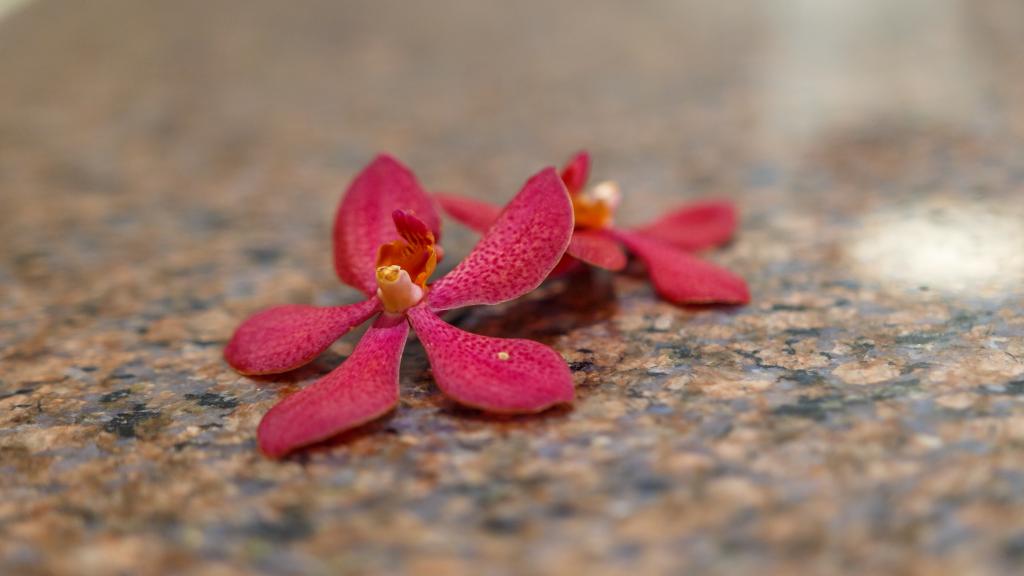 Foto 70: Captain's Villa - Mahé (Seychelles)