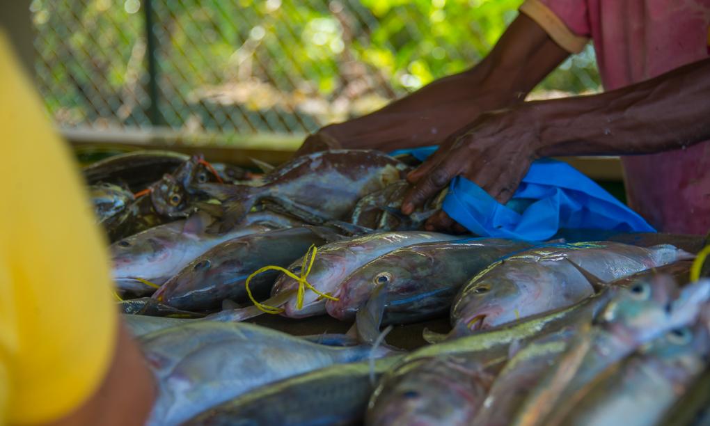 Le Nautique Luxury Beachfront Apartments
