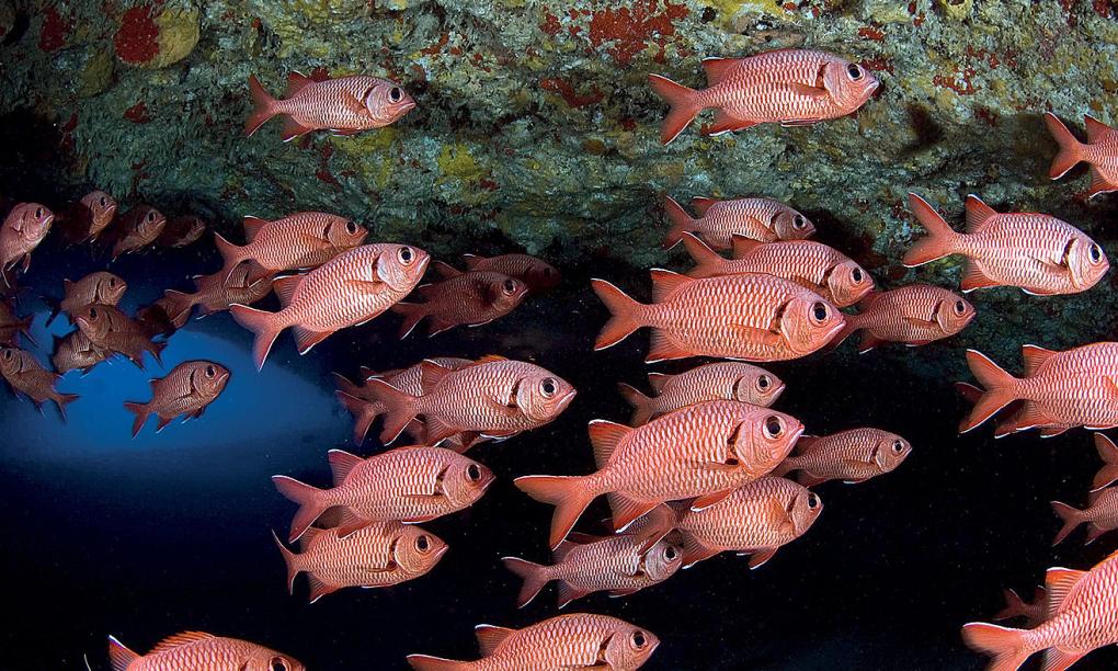 Four Seasons Resort Desroches Island