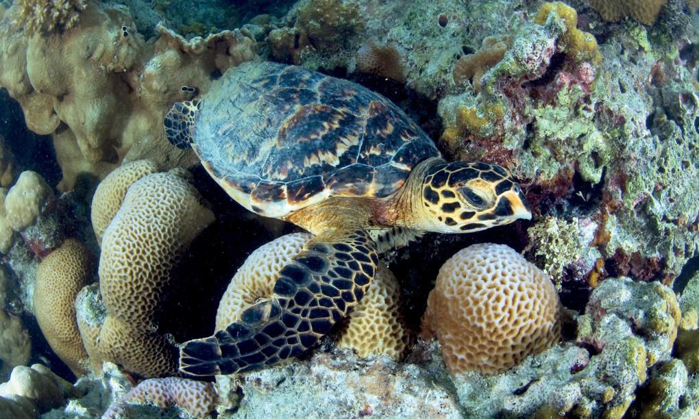 Four Seasons Resort Desroches Island