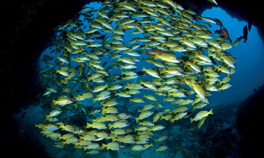 Four Seasons Resort Desroches Island