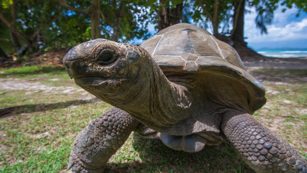 Foto 59: Le Nautique Luxury Waterfront Hotel - La Digue (Seychelles)