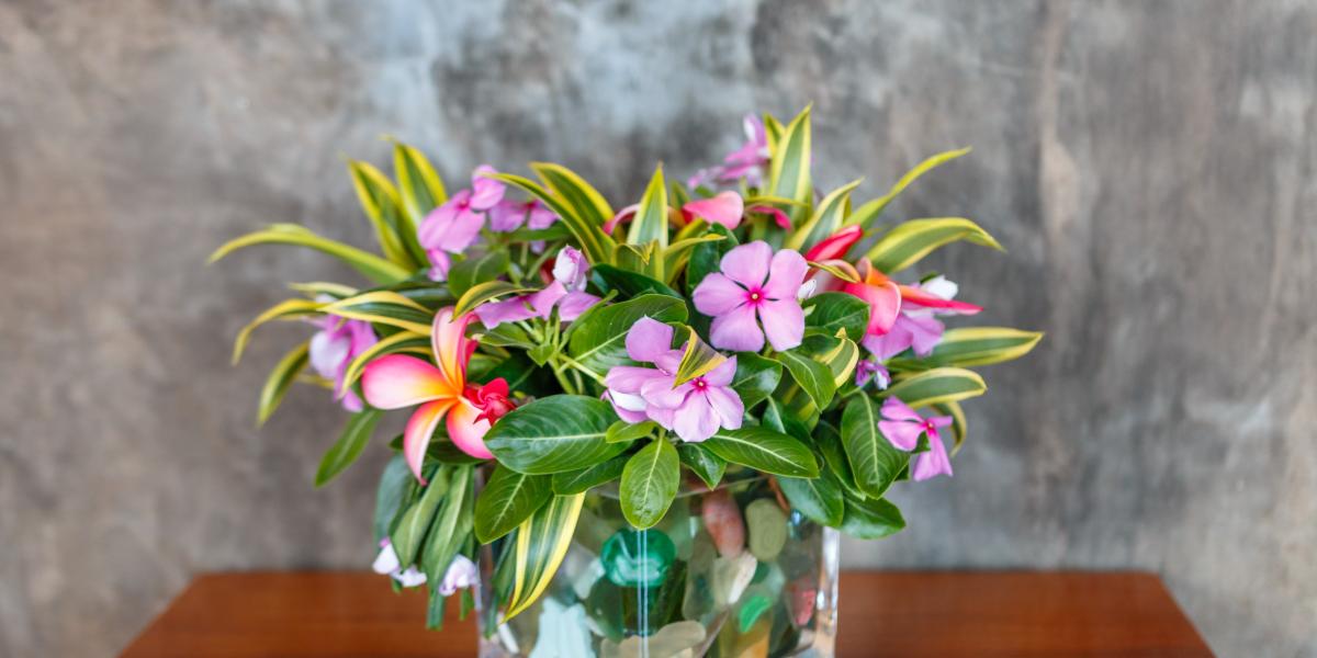 Frangipani Self-catering Holiday Apartment - Appartamento Studio