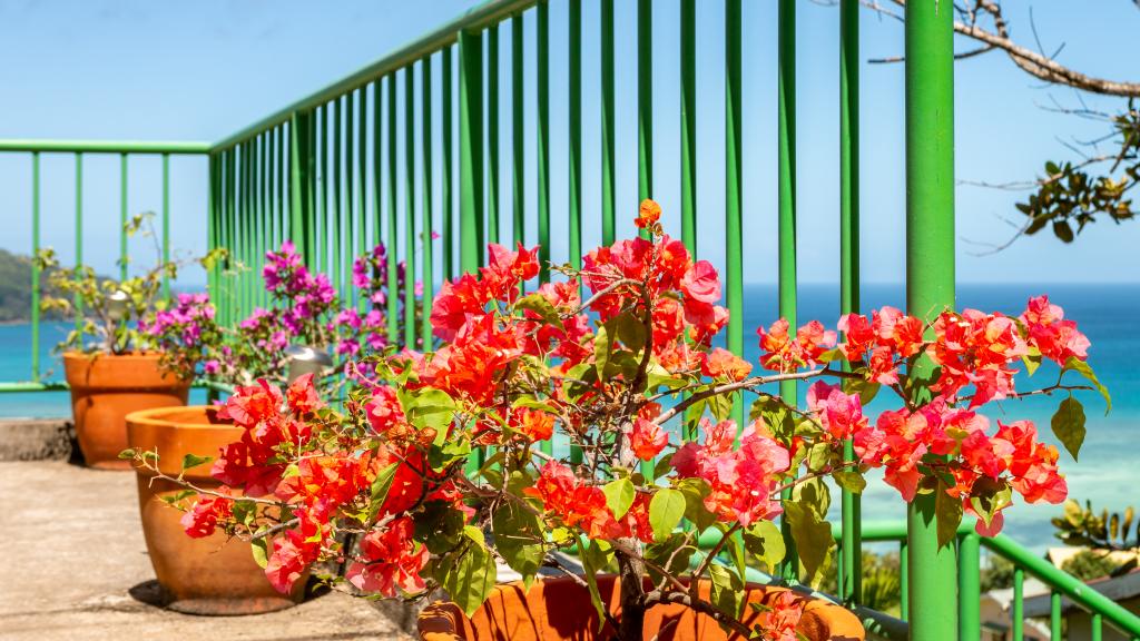 Photo 28: Man-Fiyo - Mahé (Seychelles)