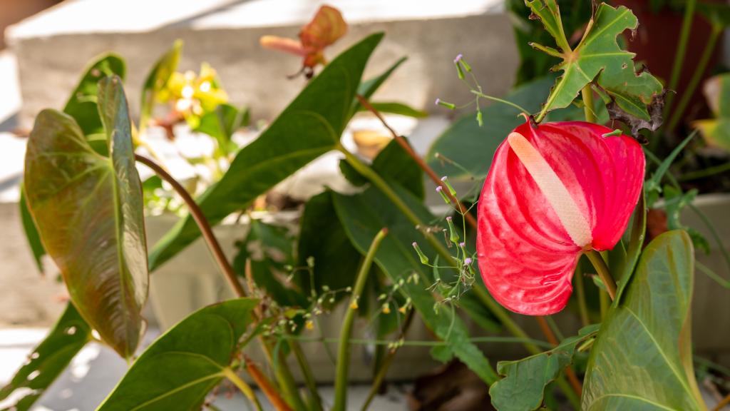Photo 27: Man-Fiyo - Mahé (Seychelles)