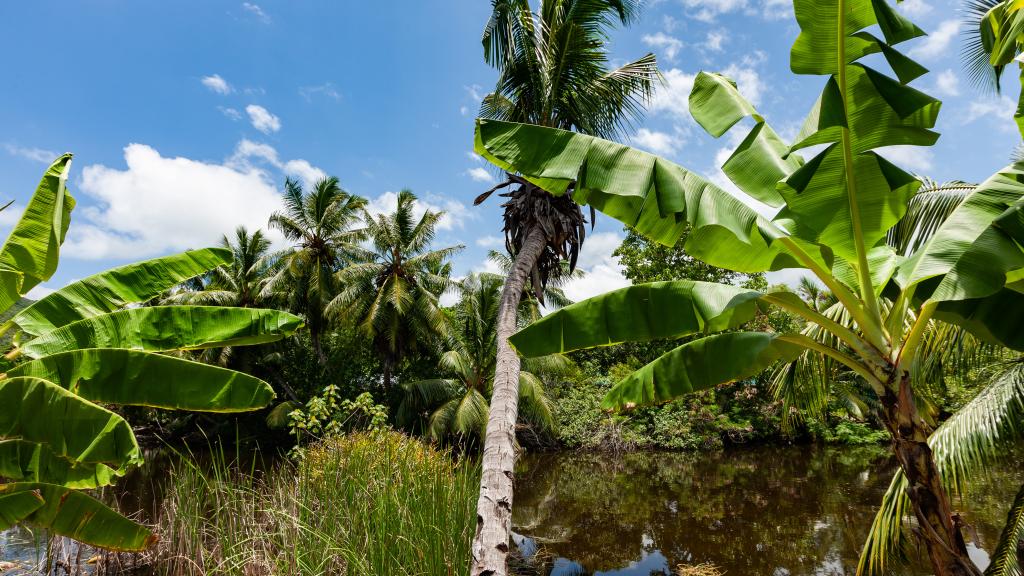 Photo 14: Villa Aya - Praslin (Seychelles)